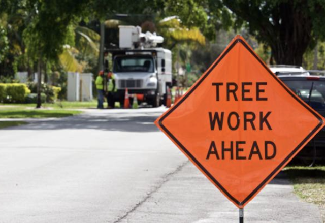 emergency tree removal pasco