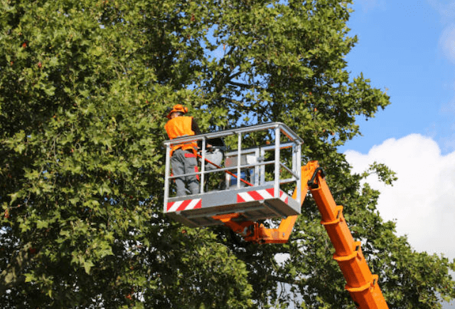 tree trimming pasco