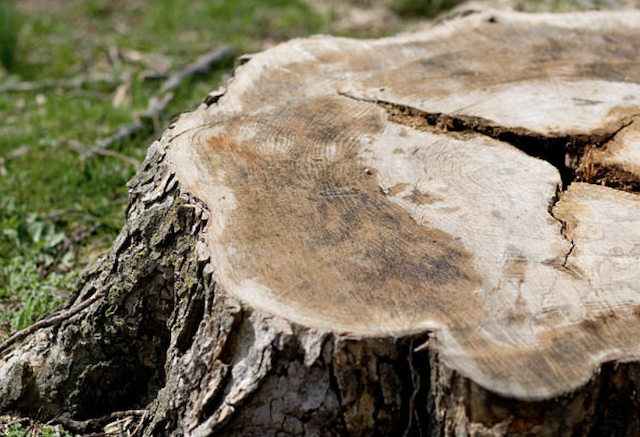 stump grinding Saint Leo fl